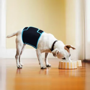 Red Light Therapy for dog Red Light Therapy for dog