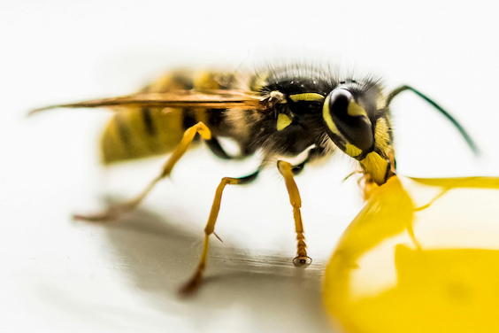 Bee Venom